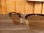 画像3: ORGUEIL オルゲイユ - Sirmont Glasses　D-Brown　【MADE IN JAPAN】